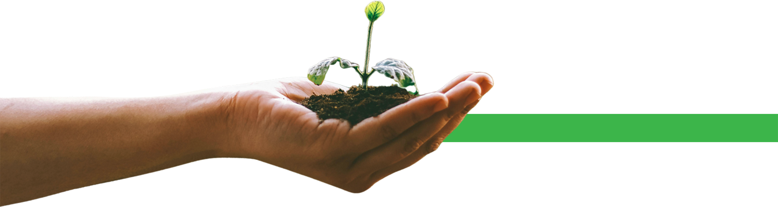 Hand Holding Seedling